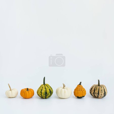 Téléchargez les photos : Petites citrouilles décoratives sur fond blanc. Automne, automne, Thanksgiving ou concept d'Halloween. Espace de copie - en image libre de droit