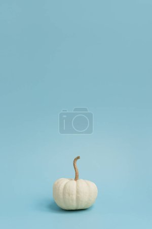 Photo for Beautiful decorative pumpkin on light blue background. Autumn fall season concept - Royalty Free Image