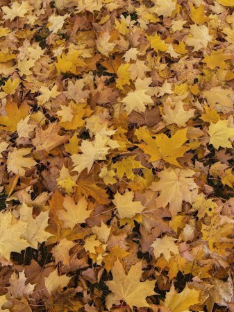 Téléchargez les photos : Modèle de feuilles d'automne. Automne feuilles de chêne fond - en image libre de droit