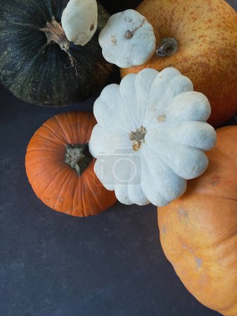 Photo for Colourful pumpkins and squash background with copy space - Royalty Free Image