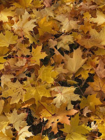 Téléchargez les photos : Modèle de feuilles d'érable tombées. Esthétique fond d'automne - en image libre de droit