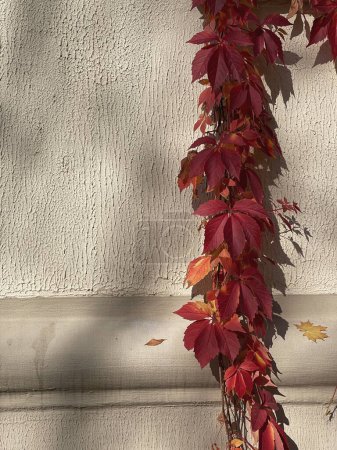Photo for Red autumn leaves and sunlight shadows on neutral beige wall. Aesthetic floral sun light shadow silhouette background - Royalty Free Image