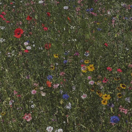 Foto de Campo de manzanilla flores de margarita, amapolas, flores silvestres y hierba verde. Fondo de flores estéticas - Imagen libre de derechos