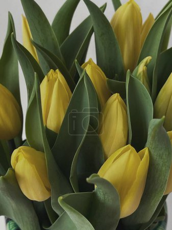 Photo for Closeup of yellow tulip flowers bouquet. Minimalist elegant aesthetic floral composition - Royalty Free Image