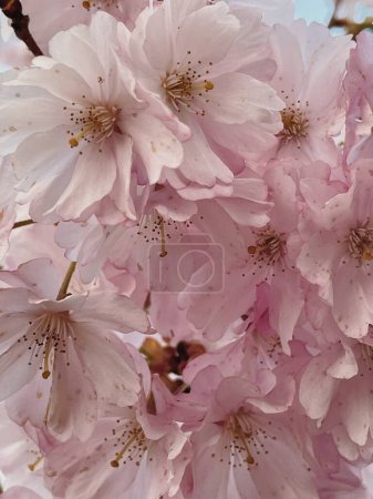Photo for Closeup of pink flowers. Elegant spring flower background - Royalty Free Image