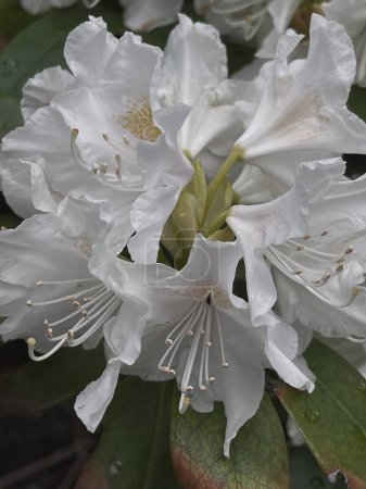 Téléchargez les photos : Belles têtes de bourgeons de fleurs blanches et feuilles vertes. Fleurs esthétiques fond - en image libre de droit