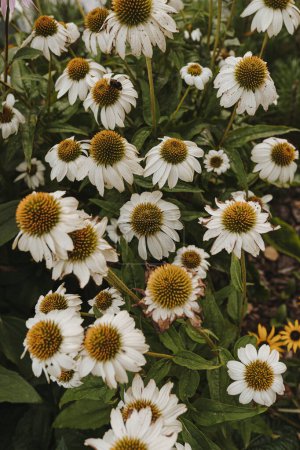 Photo for Chamomile daisy flowers pattern. Flowers background - Royalty Free Image