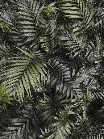 Foto de Fondo de hojas de palma exóticas tropicales. Estética composición floral mínima - Imagen libre de derechos