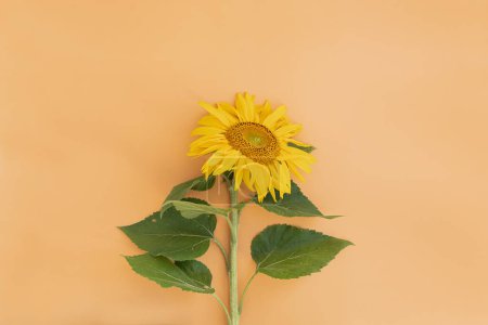 Foto de Girasol amarillo sobre fondo de melocotón pastel neutro. Mínimo estiloso bodegón composición floral - Imagen libre de derechos