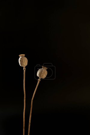 Photo for Aesthetic elegant poppy stems in warm sunlight shadows over black background - Royalty Free Image