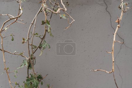 Téléchargez les photos : Branches rampantes avec feuilles vertes sur mur de béton blanc avec espace de copie - en image libre de droit