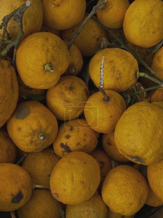 Foto de Frutas de limón crudo estéticas. Patrón de cítricos jugosos - Imagen libre de derechos