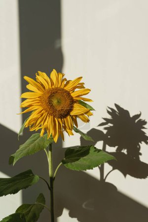 Téléchargez les photos : Tournesol dans les ombres du soleil contre le mur blanc. Fond floral esthétique. Couché plat, vue du dessus - en image libre de droit