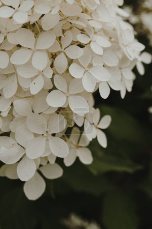Photo for Closeup of white hydrangea flower bush - Royalty Free Image