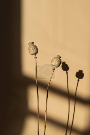 Foto de Estética elegante amapola tallos en cálidas sombras de luz solar sobre fondo beige pastel - Imagen libre de derechos