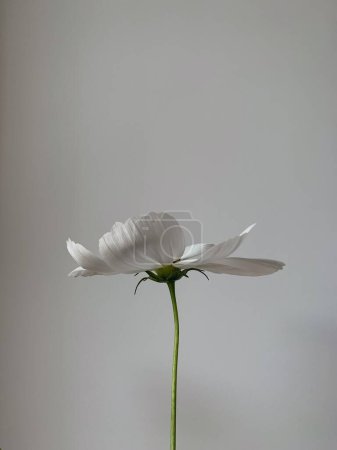 Téléchargez les photos : Élégante fleur de camomille de marguerite blanche sur fond blanc. Composition esthétique des fleurs. Nature morte été, printemps concept - en image libre de droit