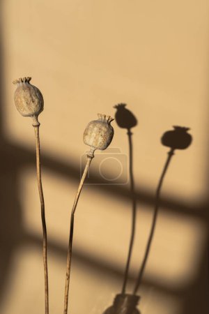 Photo for Poppy stems over neutral pastel beige wall with aesthetic sunlight shadows. Minimal bohemian styled still life floral composition. Warm shade - Royalty Free Image