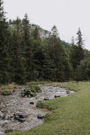 Téléchargez les photos : Rivière dans la forêt de printemps - en image libre de droit