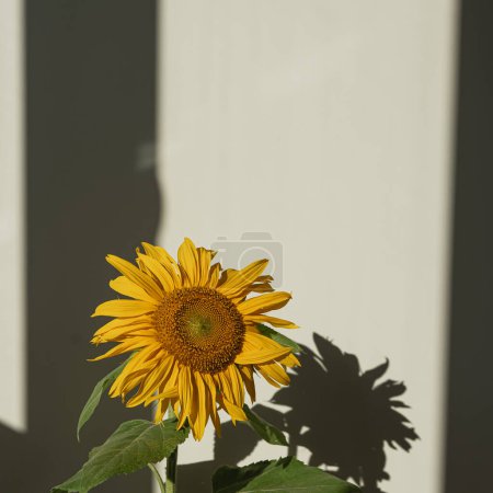 Photo for Yellow sunflower on light background with aesthetic sunlight shadows. Minimal stylish still life floral composition - Royalty Free Image