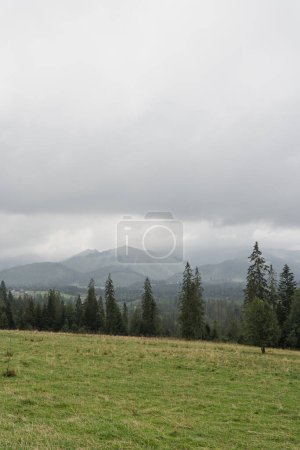 Photo for View of field, grass field, forest, hills - Royalty Free Image