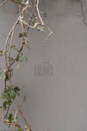 Foto de Ramas enredaderas en pared gris neutra - Imagen libre de derechos