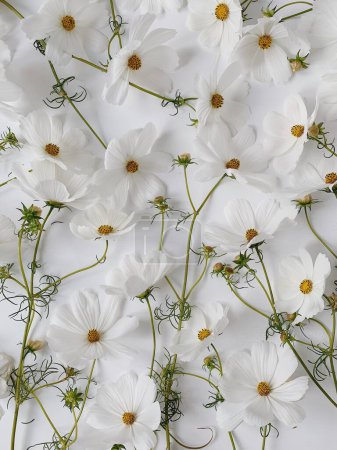 Foto de Camomila flores de margarita patrón de fondo. Naturaleza abstracta, textura floral - Imagen libre de derechos