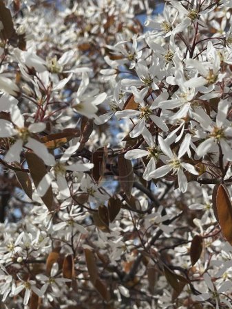 Téléchargez les photos : Fleurs blanches sur branches d'arbres brindilles - en image libre de droit