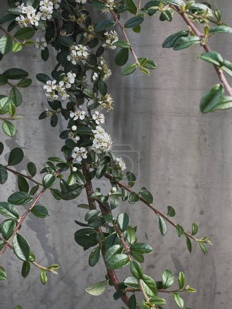 Photo for White flowers bush and leaves on neutral concrete wall. Flowers background - Royalty Free Image