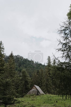 Foto de Antigua casa en ruinas en el bosque - Imagen libre de derechos