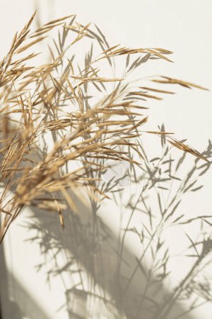 Foto de Ramo de hierba seca beige sobre fondo blanco en sombras de luz solar. Hermoso fondo con colores neutros. Estética composición floral mínima. Vibraciones parisinas - Imagen libre de derechos