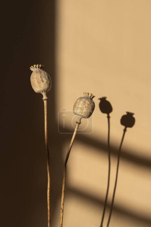 Téléchargez les photos : Tiges de pavot sèches sur fond beige chaud avec des ombres douces et floues. Composition florale minimaliste esthétique bohème avec des nuances de soleil. Ambiances parisiennes - en image libre de droit