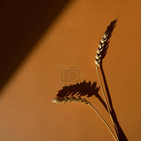 Téléchargez les photos : Seigle, blé, tiges de céréales sur fond de couleur orange avec des ombres douces et ensoleillées. Minimalisme esthétique - en image libre de droit