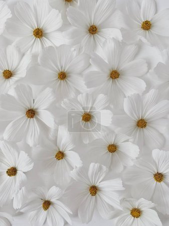 Foto de Primer plano hermoso patrón de flores de margarita de manzanilla blanca brotes. Fondo estético mínimo de flores - Imagen libre de derechos