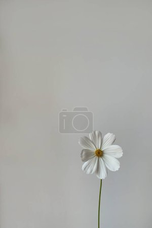 Foto de Fondo de flores de estilo mínimo. Flor de manzanilla blanca sobre pared blanca. Copiar espacio. Estilo de vida creativo verano, concepto de primavera - Imagen libre de derechos