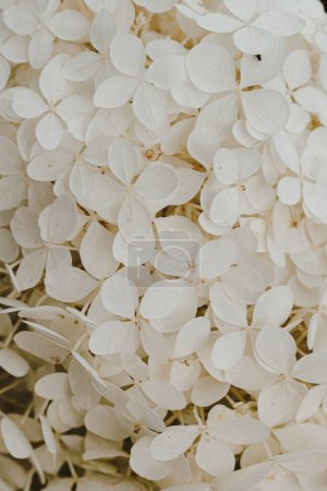 Foto de Primer plano del arbusto de flores de hortensia blanca - Imagen libre de derechos