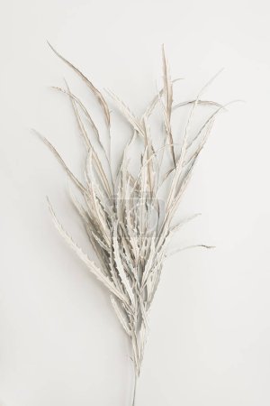 Foto de Hermoso fondo con ramo de hojas blancas neutras. Concepto floral minimalista y elegante. Vibraciones parisinas - Imagen libre de derechos