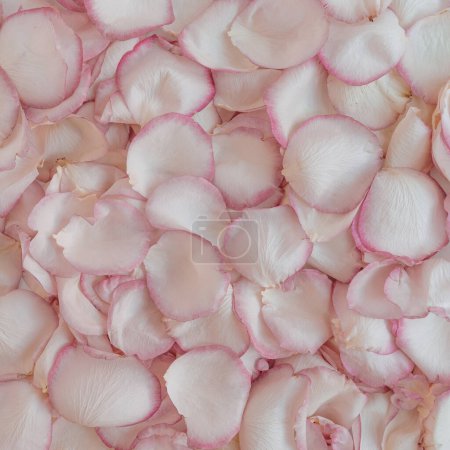 Foto de Composición floral con patrón de pétalos de rosa rosa. Pisos, vista superior - Imagen libre de derechos