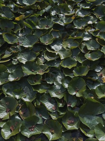 Téléchargez les photos : Lys vert feuilles d'eau à la surface de l'eau. Contexte naturel - en image libre de droit