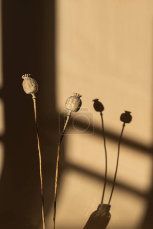 Téléchargez les photos : Tiges de pavot sur un mur beige pastel neutre avec des ombres de soleil esthétiques. Minimale bohème style nature morte composition florale. Ombre chaude - en image libre de droit