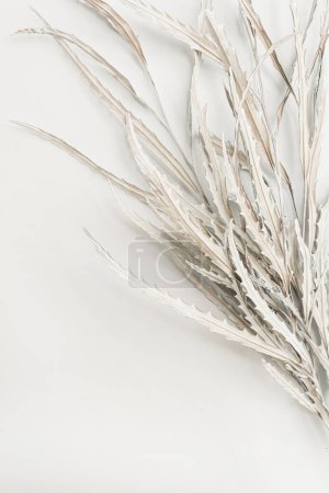 Photo for Dried white leaves bouquet on white background. Minimal floral holiday composition - Royalty Free Image