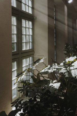 Téléchargez les photos : Fenêtre avec des reflets chauds de l'ombre du soleil silhouette. Esthétique intérieur de la maison bohème avec des feuilles de plantes tropicales - en image libre de droit