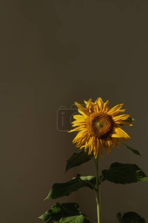 Foto de Girasol en sol estético sombra de luz - Imagen libre de derechos