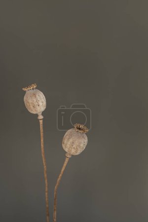 Foto de Estética elegante amapola tallos sobre fondo gris - Imagen libre de derechos
