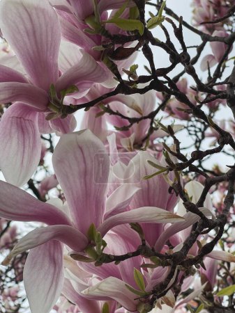 Foto de Hermosa flor rosa brotes cabezas y hojas verdes en las ramas de los árboles. Fondo de flores estéticas - Imagen libre de derechos