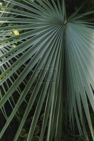 Photo for Closeup of green exotic tropical palm leaf. Summer nature background - Royalty Free Image