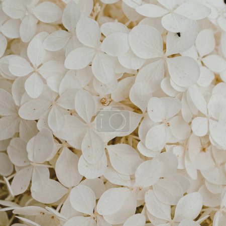 Téléchargez les photos : Gros plan de buisson de fleurs d'hortensia blanche - en image libre de droit