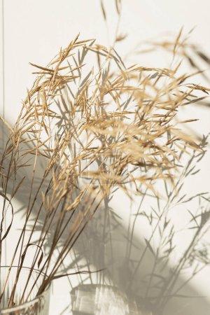 Foto de Hierba beige seca estética, cañas planta contra la pared sombreada. Flores minimalistas de vibraciones parisinas. Sombras de luz solar - Imagen libre de derechos