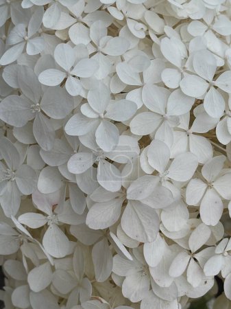 Téléchargez les photos : Élégante tête de fleur esthétique blanche hortensia. Couleur neutre fond de fleur - en image libre de droit