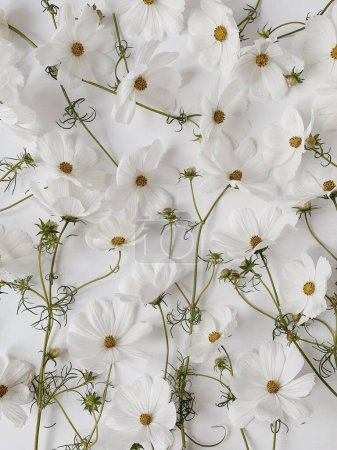Téléchargez les photos : Bouton lumineux de fleur de marguerite de camomille et motif de tiges sur fond blanc. Esthétique fleur d'été texture fond - en image libre de droit