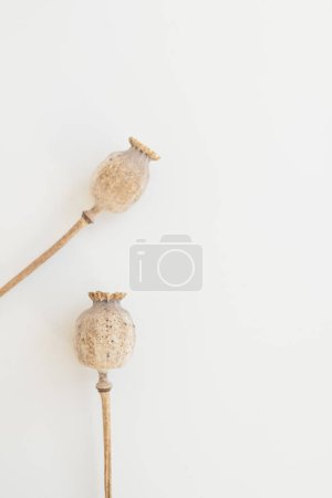 Téléchargez les photos : Tiges de pavot sur fond blanc. Composition florale minimaliste de nature morte avec espace de copie - en image libre de droit